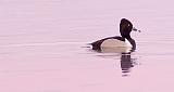 Ring-necked Duck At Sunrise_DSCF6448